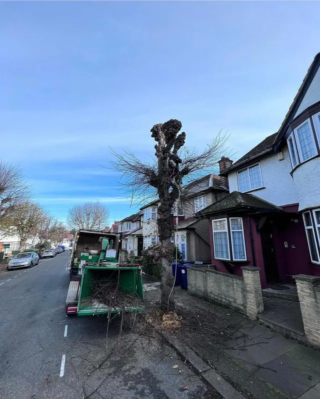 tree removal Middlesbrough 