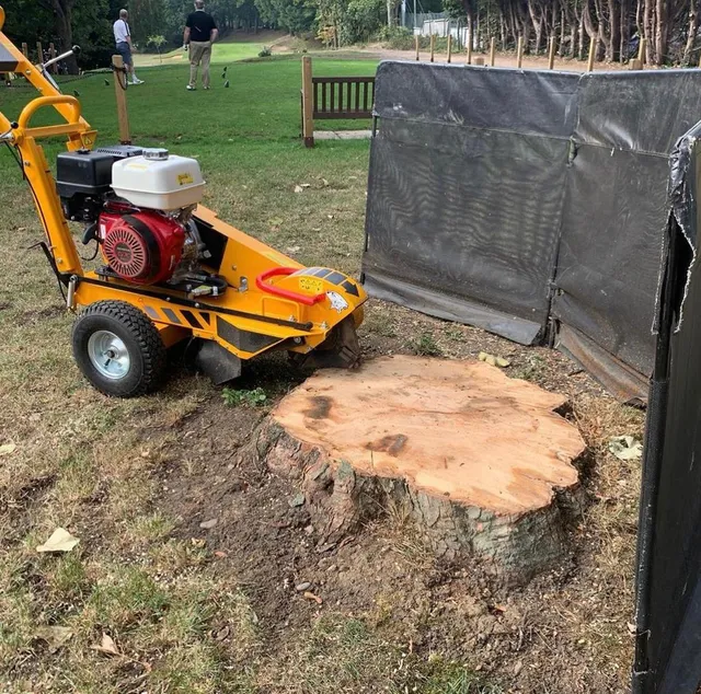 stump grinding being done on stump in Grove Hill