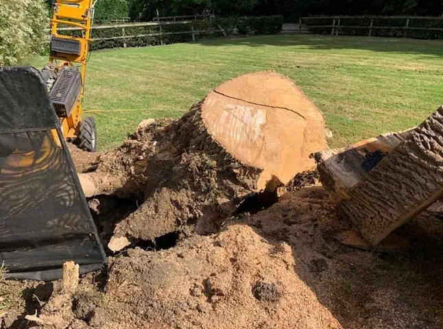 complete stump removal