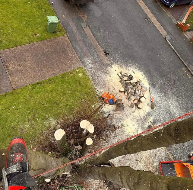 tree removal Middlesbrough