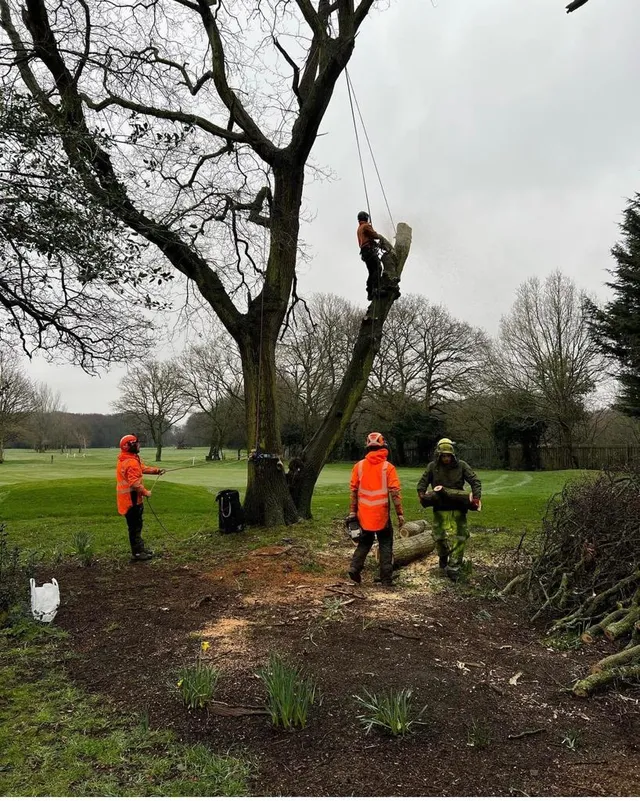 image showing what tree surgeons do. such as removing tree