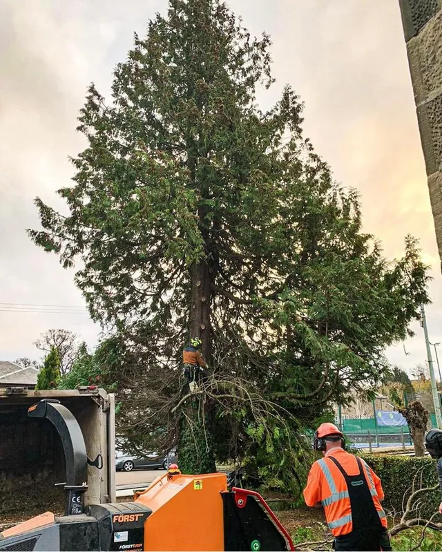 40ft tree, for cost comparison of large tree. This tree removal cost  £3000